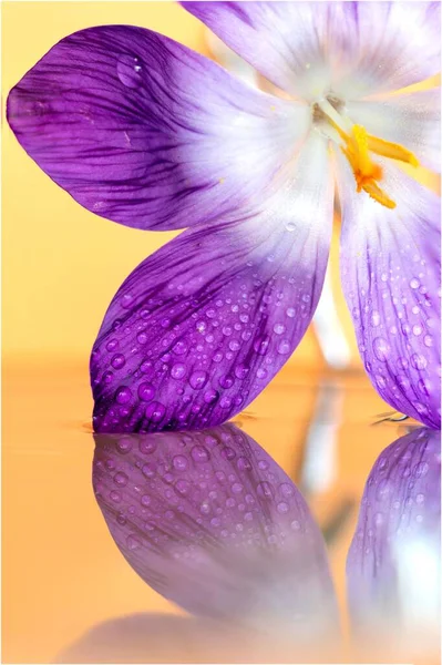Makró Portré Egy Lila Crocus Virágról Ami Tele Van Vízcseppekkel — Stock Fotó