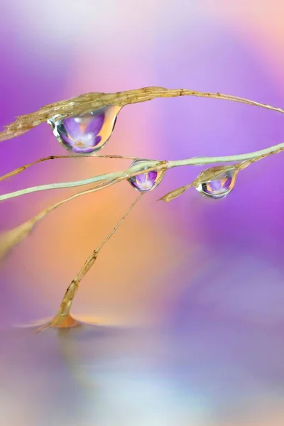 A macro art portrait of a blade of grass with some water drops on it touching the surface of some water. Inside the droplets there is the reflection of a crocus vernus flower.