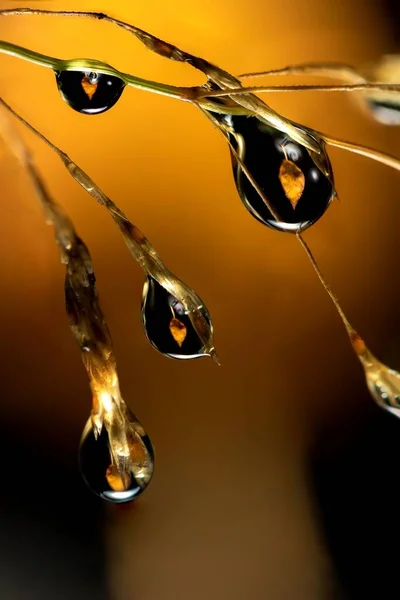 Macro Retrato Gotitas Agua Colgando Una Hoja Hierba Con Refracción —  Fotos de Stock