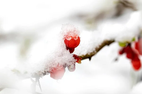 Sebuah Potret Makro Dari Bunga Quince Merah Jepang Yang Diselimuti — Stok Foto