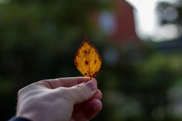 Een Portret Van Een Hand Van Een Persoon Met Een — Stockfoto