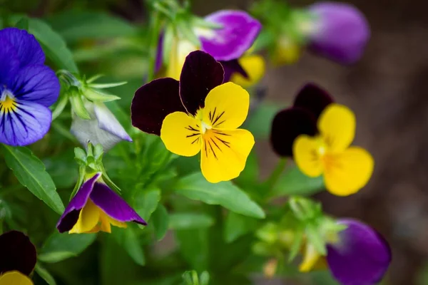 Portrait Tricolor Viola Standing Others Its Kind Which Out Focus — Stock Photo, Image