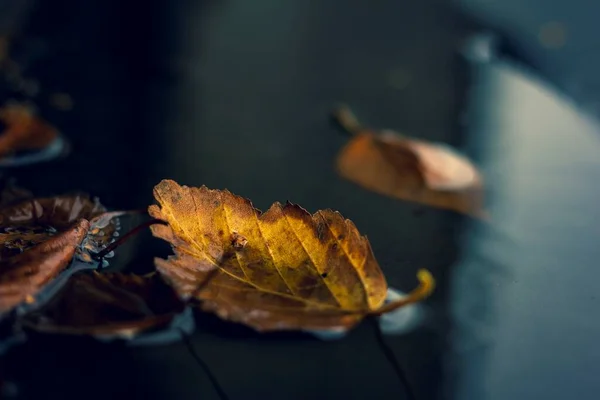 Portrait Yellow Brown Colored Fallen Leaf Fallen Puddle Water Fall — Stock Photo, Image