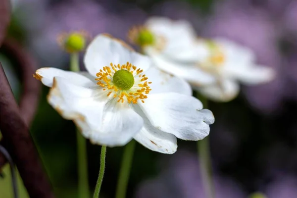 Ritratto Ravvicinato Girasole Bianco Noto Anche Come Fiore Anemone Giapponese — Foto Stock