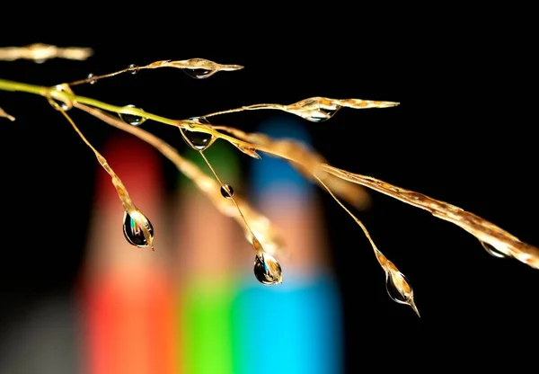 Macroretrato Una Brizna Hierba Con Múltiples Gotas Rocío Colgando Ella —  Fotos de Stock