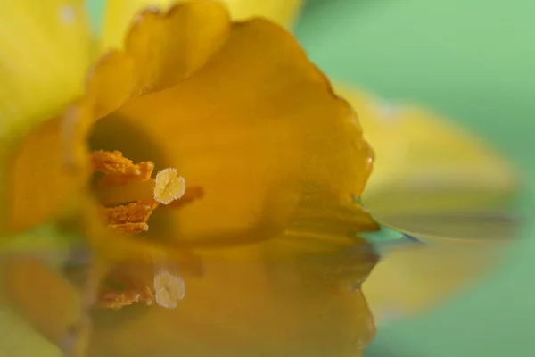 黄色水仙花的宏观肖像 漂浮在水面上 背景为绿色 这朵花在水面上投射出一个倒影 — 图库照片