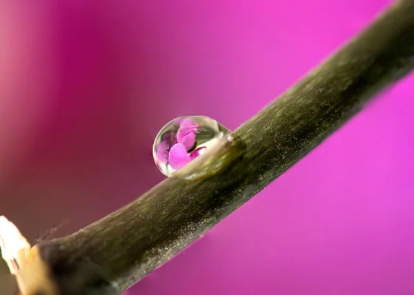 Portrait Water Droplet Branch Orchid Plant Water Drop Reflected Image — Stock Photo, Image