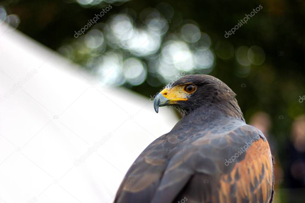 A closeup portrait of a harris's hawk looking backward. The bird, also called a desert hawk or bay-winged hawk, was looking around during a falconry birdshow on a market.