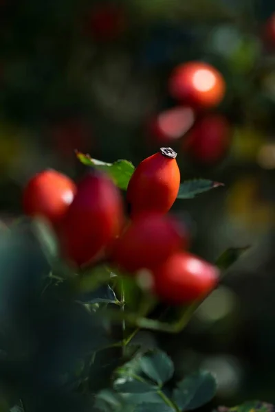 A portrait of a red rose hep or haw berry in between others of its kind on a rose hip bush. The fruit can be used to make a delicious and healthy cup of tea.