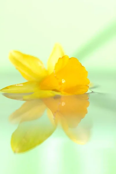 Een Helder Portret Van Een Gele Narcis Het Water Het — Stockfoto