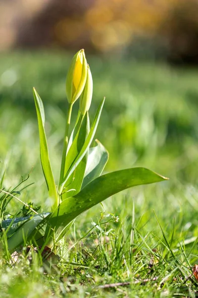 Das Porträt Einer Geschlossenen Gelben Tulpenblume Die Rasen Eines Gartens — Stockfoto