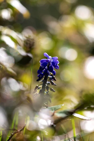 Retrato Closup Alto Hyacinth Azul Sino Cercado Por Outras Plantas — Fotografia de Stock