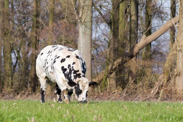 Portrait Belgian Bull Standing Meadow Grazing Grass Bull White Black — Stock Photo, Image