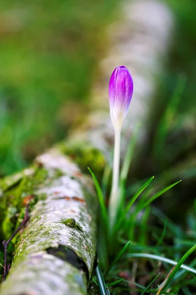 Ett Närbild Porträtt Stängd Krokus Blomma Som Står Gräset Bredvid — Stockfoto