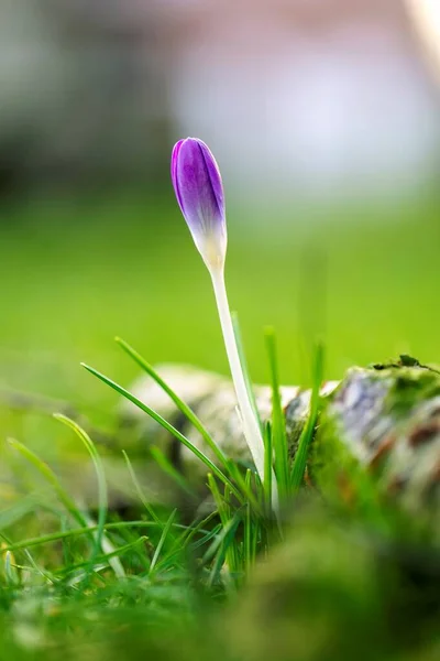 Ett Porträtt Sluten Krokus Blomma Som Står Gräset Bredvid Bruten — Stockfoto