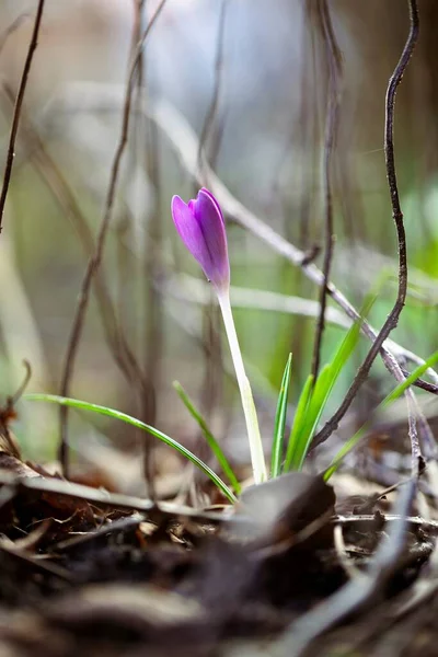 Ett Naturskönt Porträtt Lila Krokusblomma Som Står Mellan Annan Mindre — Stockfoto