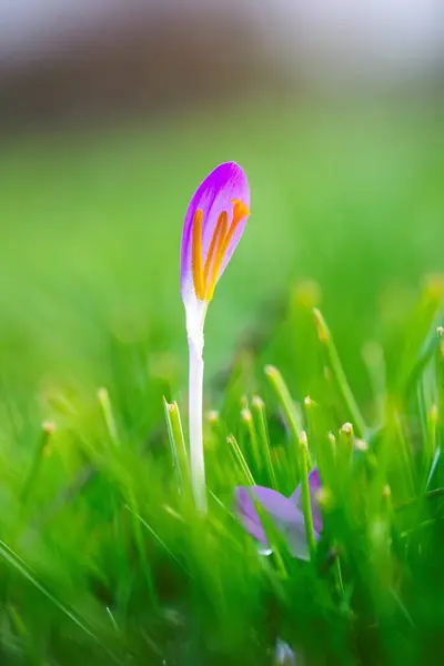 Ett Närbild Porträtt Lila Krokus Blomma Med Bara Ett Kronblad — Stockfoto