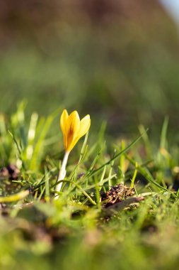 Bahçedeki çimlerin üzerinde duran küçük sarı bir krokus çiçeğinin dikey portresi. Bahar çiçeği Hollanda 'da da bilinir..