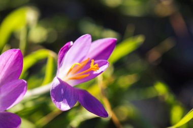 Açık mor bir çiçek kabuğunun portresi bahçedeki bulanık bir arka planda güzel bir güneş ışığıyla vuruluyor..