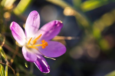 A portrait of an open purple crocus flower getting hit with some beautiful sunlight on a blurred background in a garden. The orange pestle of the flower is visible. clipart