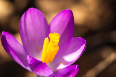 A closeup portrait of a purple crocus or crocus vernus flower in a garden. The background is blurred and brown and the yellow pestle is visible.
