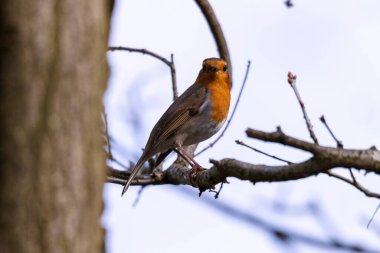 Bir ağacın dalında oturan erithacus rubecula ya da robin kırmızısı kuş denilen küçük bir Avrupalı bülbülün yakın portresi kameraya bakıyor..