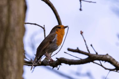 Küçük bir Avrupa bülbülü ya da erithacus rubecula ya da bir ağacın dalında oturan robin kırmızısı göğüs kuşu olarak da bilinir. Hayvan, gagası hafifçe açılmış bir şekilde önüne bakıyor..