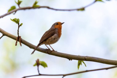 Avrupai bir bülbülün ya da ormanın bir dalında oturan kırmızı bir göğüs kuşunun yakın plan portresi. Hayvan tünemiş ve etrafına bakıyor. Dalın üzerinde biraz yaprak var..