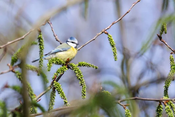 Portrait Cyanistes Caeruleus Perched Small Twif Tree Bush Eurasian Blue — Foto de Stock