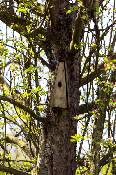 A triangular wooden homemade birdhouse nailed to a apple tree in springtime. The hole of the mounted next box is visible, ready to shelter some birds and their young.