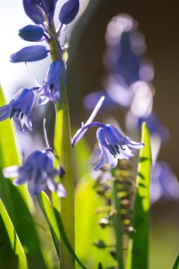 Bahçedeki vahşi bir sümbül portresi, BlueBell çiçeği olarak da bilinir. Bitkinin Latince adı hyacinthoides non scripta 'dır ve uzun ömürlü bir bitkidir..