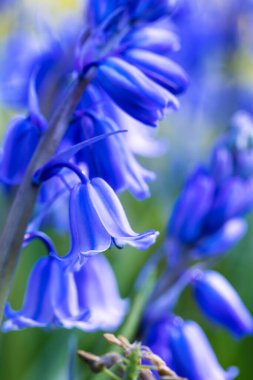 Huysuz bir günde bahçede sıradan bir BlueBell çiçeği olarak da bilinen vahşi bir sümbül portresi. Bitkinin Latince adı hyacinthoides non scripta 'dır ve uzun ömürlü bir bitkidir..