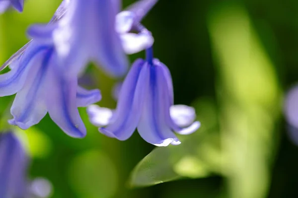 Retrato Jacinto Selvagem Também Conhecido Como Uma Flor Sino Azul — Fotografia de Stock