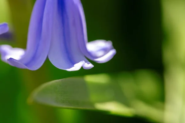 Retrato Uma Pétala Jacinto Selvagem Também Conhecido Como Uma Flor — Fotografia de Stock