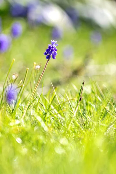 Ett Porträtt Druva Muscari Eller Mus Hyacint Blomma Som Står — Stockfoto