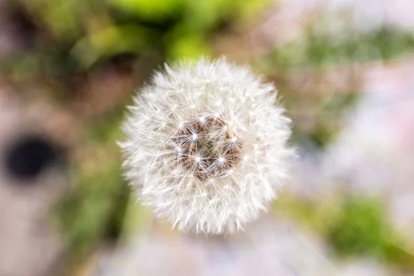 白いふわふわの一般的なタンポポの花のマクロの肖像画を上から閉じてください あなたはすべての小さな銀塊の果物を見ることができます私たちのタラクサクム公式多年生植物の種子 — ストック写真