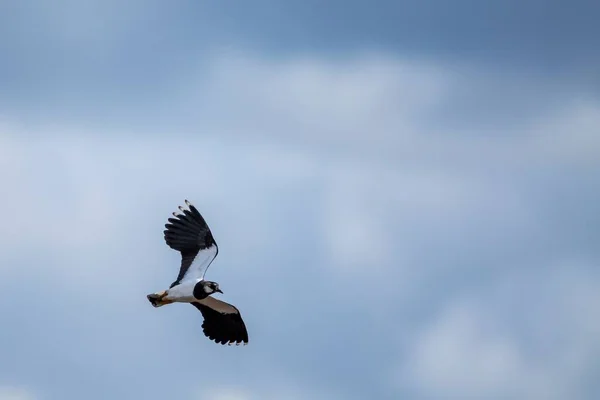 Два Чорно Білих Птахи Летять Близько Один Одного Частково Блакитному — стокове фото