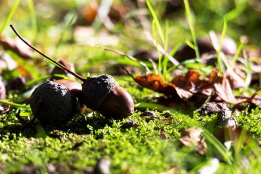Düşen renkli ağaç yapraklarının arasına düşerken ormanda yosunların üzerinde yatan iki meşe palamudu ya da meşe palamudu portresi. Meyvelerin hala kulpları var ve güneş ışığında yatıyorlar..