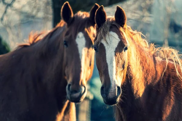 Retrato Close Dois Cavalos Castanhos Lado Cada Olhando Diretamente Para — Fotografia de Stock