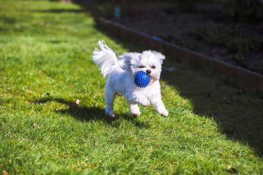 Dışarıdaki çimlerin üzerinde mavi bir top ile koşan ve oynayan küçük şirin beyaz bir köpeğin portresi. Hayvanın ağzında top var..