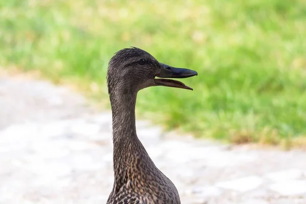 Ağzı Açık Duran Kahverengi Bir Ördeğin Portresi Kuş Vaklıyordu — Stok fotoğraf