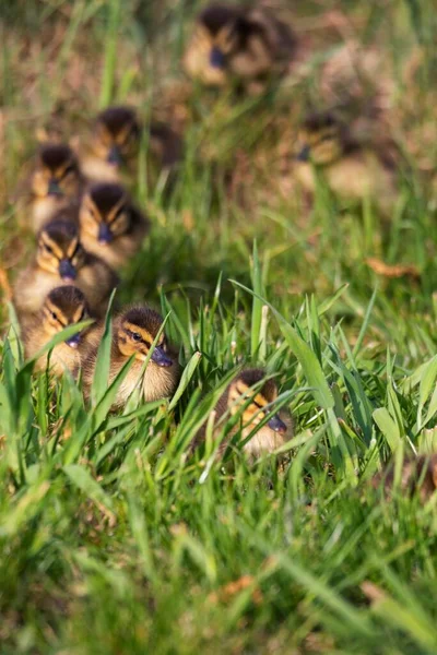 Portrait Row Little Ducklings Walking Each Other Row Baby Duck — Stock Photo, Image