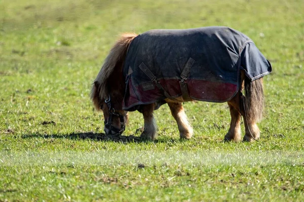 Een Portret Van Een Shetland Pony Met Een Zadeldeken Zadeldoek — Stockfoto