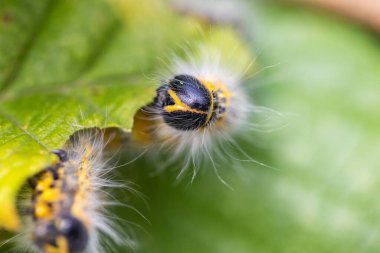 Fındık ağacının yaprağının üzerinde oturan bir tırtılın gözleri. Aynı zamanda falera bucephala olarak da adlandırılan böcek, siyah çizgili sarı renkli ve beyaz kürke sahiptir. Emekliyor..