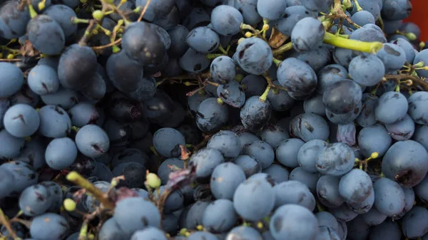 Blaue Trauben Allgemeiner Hintergrund — Stockfoto