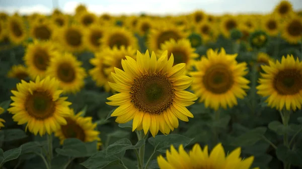 Sonnenblumen Feld Himmel Hintergrund — Stockfoto