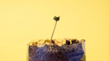 Yeşil arka planda izole edilmiş turba tabletindeki küçük tohum. Evin içinde fidanlar yetişiyor.