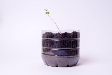 Beyaz arka planda izole edilmiş turba tabletindeki küçük tohum. Evin içinde fidanlar yetişiyor.