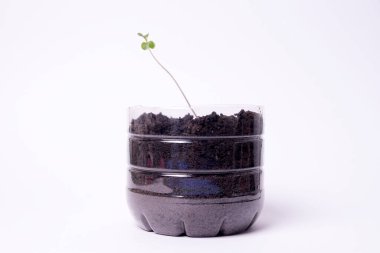 Beyaz arka planda izole edilmiş turba tabletindeki küçük tohum. Evin içinde fidanlar yetişiyor.