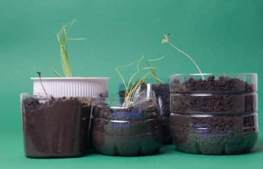 Renkli arka planda izole edilmiş turba tabletindeki küçük tohum. Evin içinde fidanlar yetişiyor.